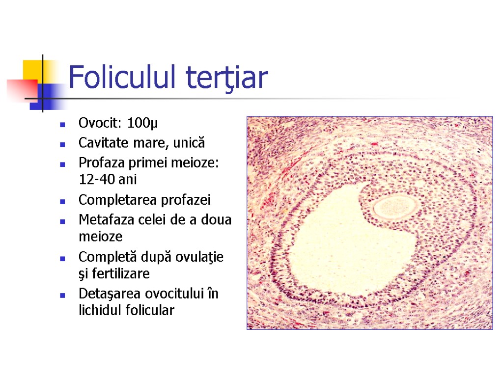 Foliculul terţiar Ovocit: 100μ Cavitate mare, unică Profaza primei meioze: 12-40 ani Completarea profazei